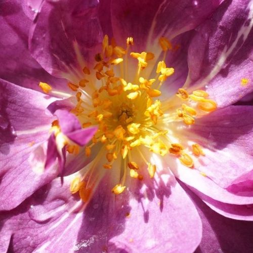 Comprar rosales online - Rosas antiguas (rambler) - púrpura - blanco - Rosal Veilchenblau - rosa de fragancia discreta - Johann Christoph Schmidt - Es una rosa trepadora que aguanta bien los lugares con poca luminosidad